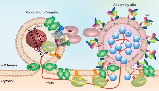 Scientists now know how Zika and dengue viruses assemble inside host, will improve vaccine and antiviral efforts