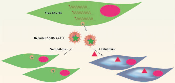 University of Texas Medical Branch has developed new system for combatting COVID-19 that can be used for other viruses 