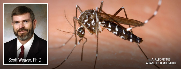 Study shows chikungunya virus mutation places several countries at risk of epidemic circulation