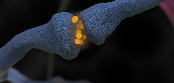 New understanding of synaptic connections